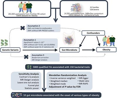 Unraveling the mystery: a Mendelian randomized exploration of gut microbiota and different types of obesity